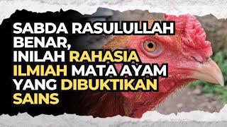 ILMUAN SAMPAI SYOK Terkuak Rahasia Ilmiah Pada Mata Ayam yang Dibuktikan Sains - Sahara Muslim