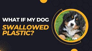 What If My Dog Swallowed Plastic?