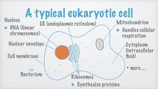 Three types of cells