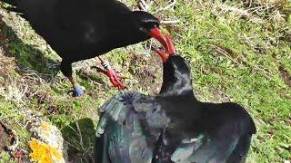 Choughs at Porthgwarra in Cornwall - The Cornish Chough