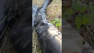 Thigh high leather boots in a muddy puddle  Part 2