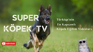 Köpek Irkları İçin Konuşulmayan Gerçekler En Detaylı Köpek Irk Videoları İzlemediğiniz Var Mı?