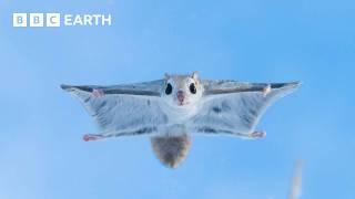 Baby Flying Squirrel Takes Flight for the First Time  Mammals  BBC Earth