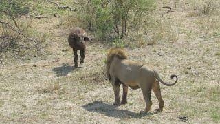 Buffalo calf confronts a male lion