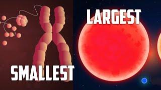 Size of the universe  Smallest to the Largest