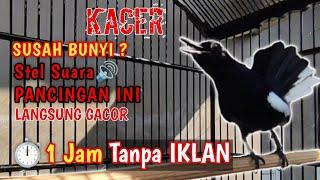 SUARA BURUNG KACER MASTERAN ‼️ Stel Suara ini Biar GACOR  full suara Kacer 1 jam tanpa iklan