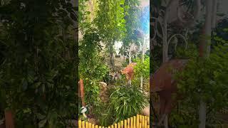 Dubai butterfly garden
