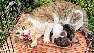 Mother cat doesnt let us touch her poor kittens because she has already lost her kittens