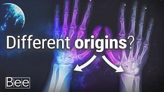 Your Left Hand might be of Different Origins than Your Right One. Heres Why.