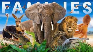 What is the Largest Family in the Entire Animal Kingdom?