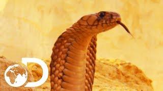 The Most Deadly Snake Of The Egyptian Desert  Wildest Middle East