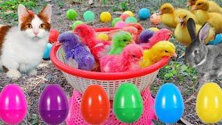 Catch Cute Chickens Colorful Chickens Rainbow Chicken Rabbits Cute CatsDucksAnimals Cute #64