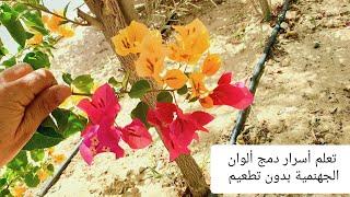 أسهل طريقة للحصول على جهنمية بعدة ألوان وبدون تطعيم #الجهنمية #bougainvillea