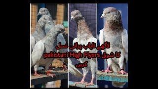 Lakhay Pakistani High Flyers Top Quality Pure Blood line Full HD 22062019