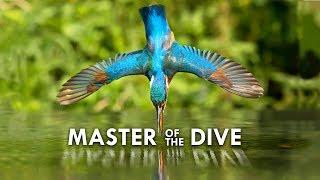 Kingfisher Death from Above