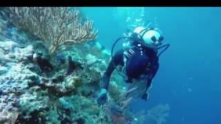 Earth Focus  Vanishing Coral Trailer