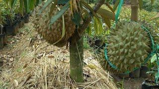 Cara perawatan durian Agar tanaman durian cepat berbuah