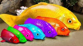 New  FUN VIDEOS OF FISHStop Motion ASMR   Colorful Koi Fish Carp  & Carp Koi Fish Catfish Crab