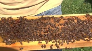 Beekeeping  How To Make A Spring Split Part 1