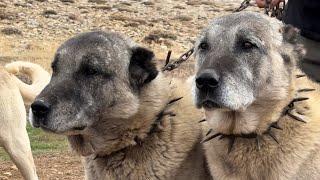 EXTINCT KANGAL DOGS AND 1000 SHEPS FLOCK