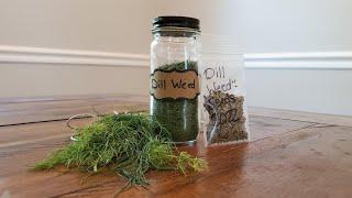 All About Dill Seed Saving Drying Dill