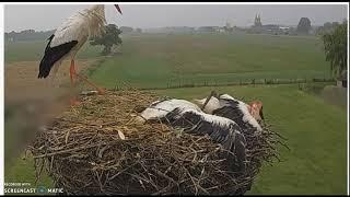 ANOTHER BRUTAL ATTACK BY AN INTRUDER STORK