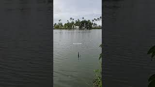 Enjoy The Beauty Of Kumbalangi  #video #videos #videoshort #videoshorts #nature #naturelovers