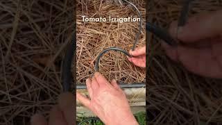 Easy tomato irrigation setup. #garden #tomato #shorts