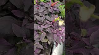 Pepper Plant With Orange Peppers and Purple Leaves