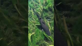 Primitive fish ruddy Bowfin