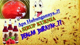 Kasih Minum Burayak Dengan SIRUP...??