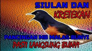 SIULAN DAN KRETEKAN MURAI BATU pancingan murai batu malas bunyi