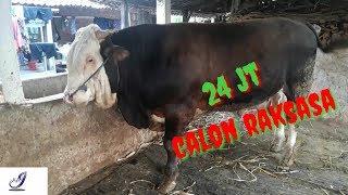 Jual sapi limosin super harga 24 juta minumnya sangat rakus