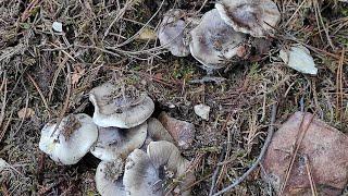 Tricholoma Portentosum - The Most Delicious Mushroom for Brine