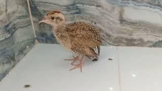 Teetar Chicks Ki Awaz  Baby Teetar Awaz  Francolin Chick Cound - Shan Ali Official Vlogs