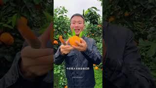 Satisfying fresh fruit farm #orange #fruit #shorts