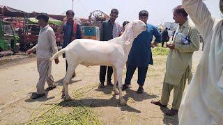 Kitna Ka Liya  Sunday update  Bakra Mandi  Mazhar Biba Official