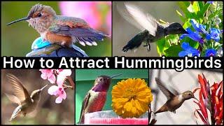 How to Attract Hummingbirds with Flowers & Hummingbird Feeder EASY How to Make Nectar Recipe Food