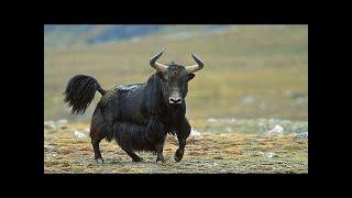 A WILD YAK - a huge and aggressive mountain-climbing bull with goat hair and big horns