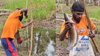 Snakehead fish arrow in shallow river  Panah ikan gabus di sungai dangkal