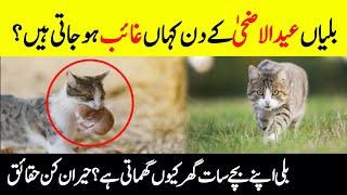 Why Do Cats Disappear On Eid Al-Adha?  Surprising Facts About Cats  INFO@ADIL