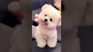 Puppy Cuties Prepare For Cuteness Overload  #animallovers #shorts