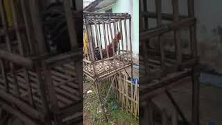 Sendal Jepit Ayam Pelung BGA juara 1 Umum Latber Situ Gunung