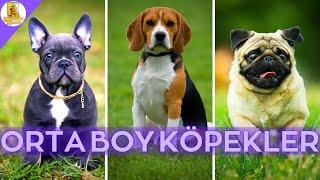 Orta Boy Evde ve Apartmanda Bakılabilecek 10 Zeki Köpek Cinsi #KÖPEK #DOG #EVDEBAKILACAKKÖPEKLER