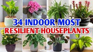 34 Indoor Most Resilient Houseplants  Best Impossible to Kill Indoor Plants  Plant and Planting