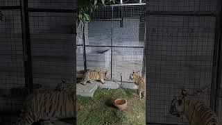 Beautiful Bengal Tiger Cubs  Nouman Hassan 