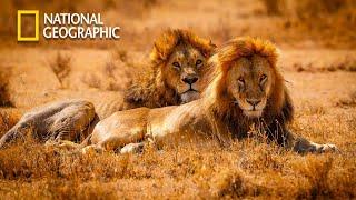 The Kings Of Desert - Our Climate - Lion Pride Documentary  National Geographic Documentary 2023