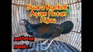 Suara ayam hutan hijau jantan muda ngekek belajar berkokok. Masteran ayam hutan