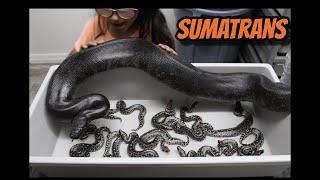 Sumatran Short Tail Python Clutch