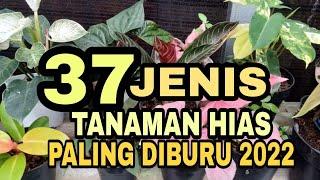 37 JENIS TANAMAN HIAS PALING DI BURU TAHUN 2022